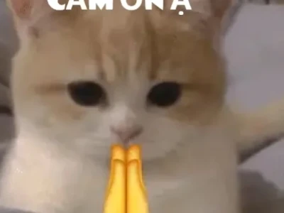 50+ Meme Đội Ơn Tuyệt Hảo Thay Lời Cảm Tạ Sâu Sắc