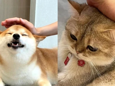 Khám phá bộ sưu tập meme đau đầu độc đáo và hài hước
