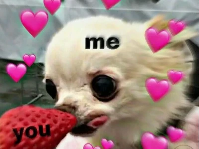 Khám phá Thế giới Chihuahua Meme: Biểu cảm Lầy lội và Đáng yêu Khó cưỡng