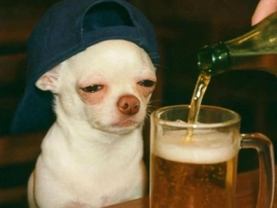 Thế giới Meme Chó Mèo: Khoảnh khắc hài hước và đáng yêu