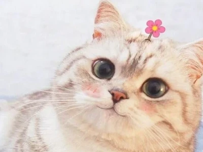 Tổng hợp 1001+ ảnh meme mèo cực đáng yêu cho sen 2026