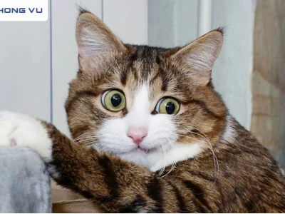 Tổng hợp Meme Mèo Dỗi: Biểu cảm khó ở nhưng vẫn cực cuốn hút