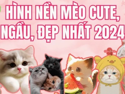 Tuyển Tập Ảnh Avatar Mèo Cực Dễ Thương Cho Năm 2026